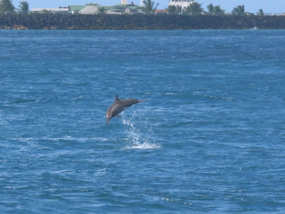 Dolphin watching