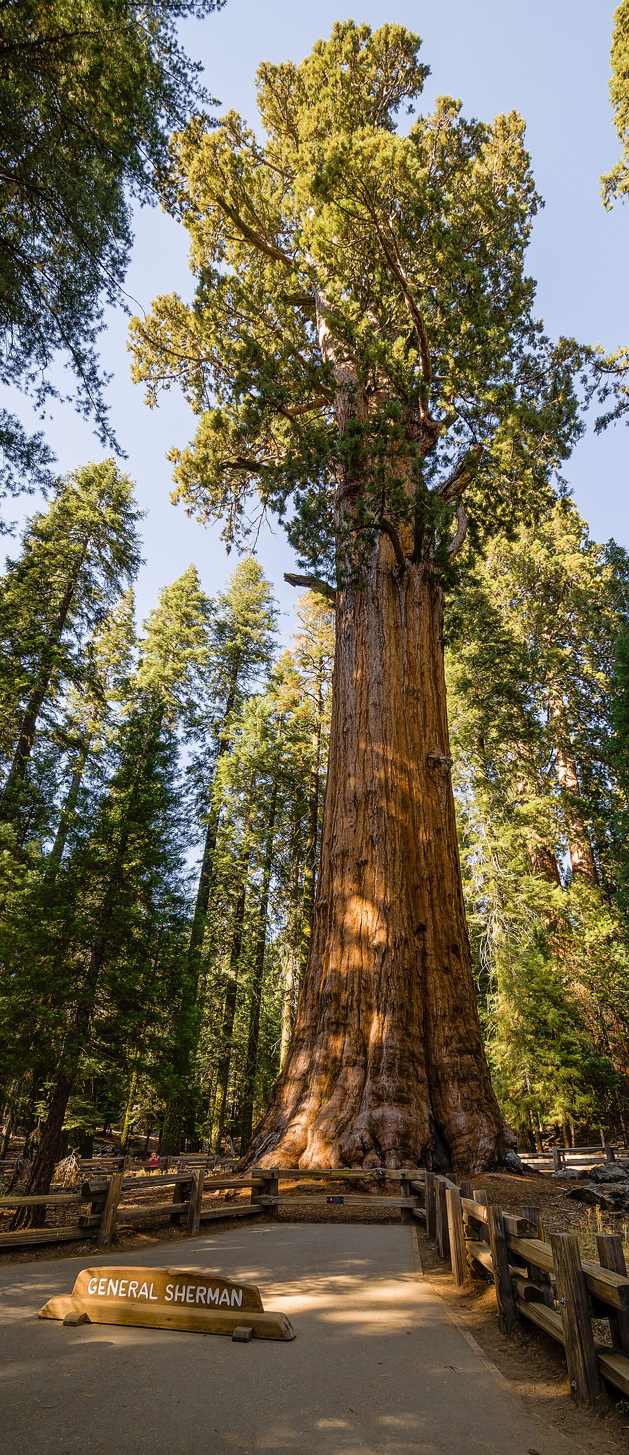 Sequoia — General Sherman