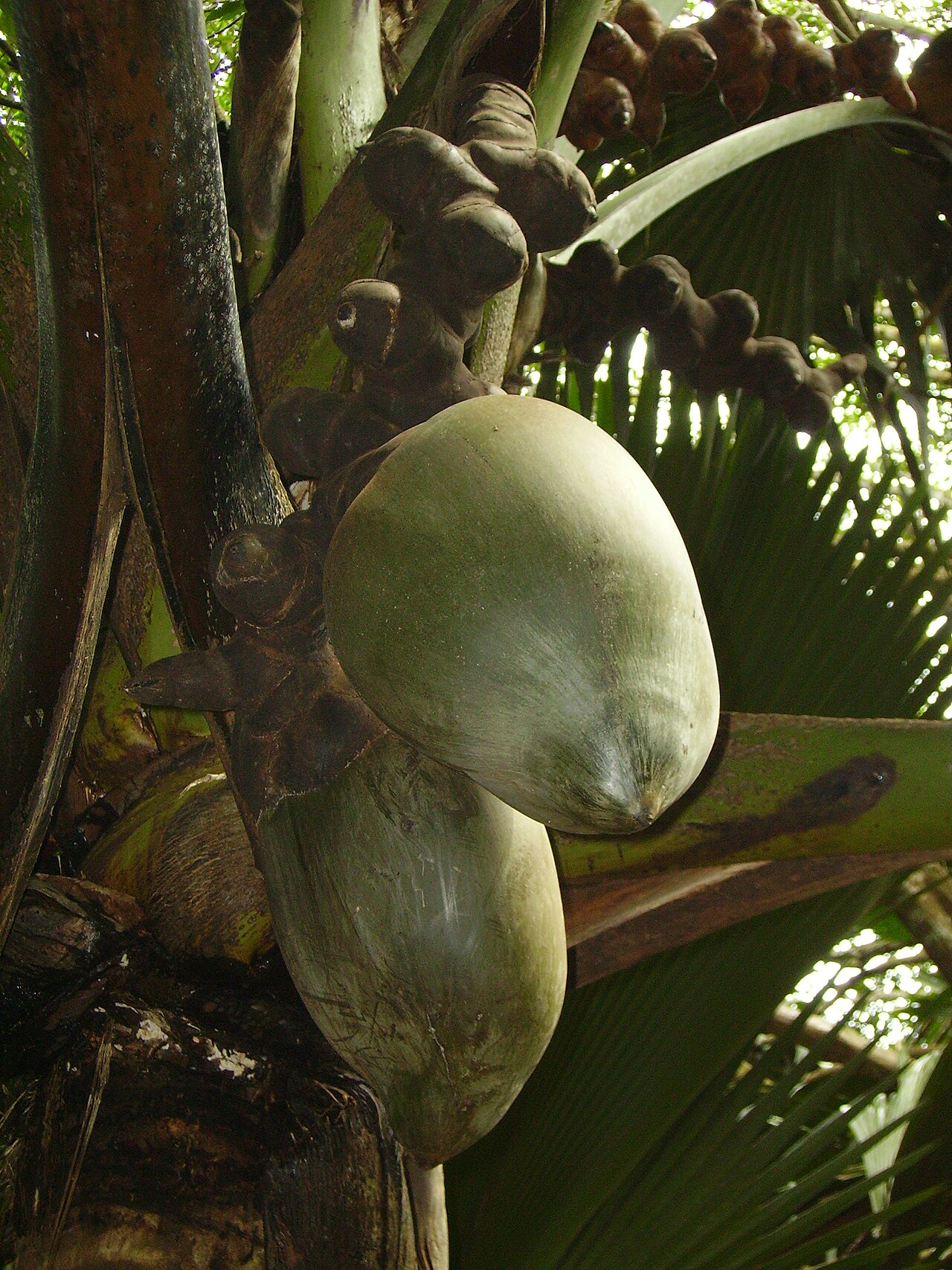 Vallée de Mai